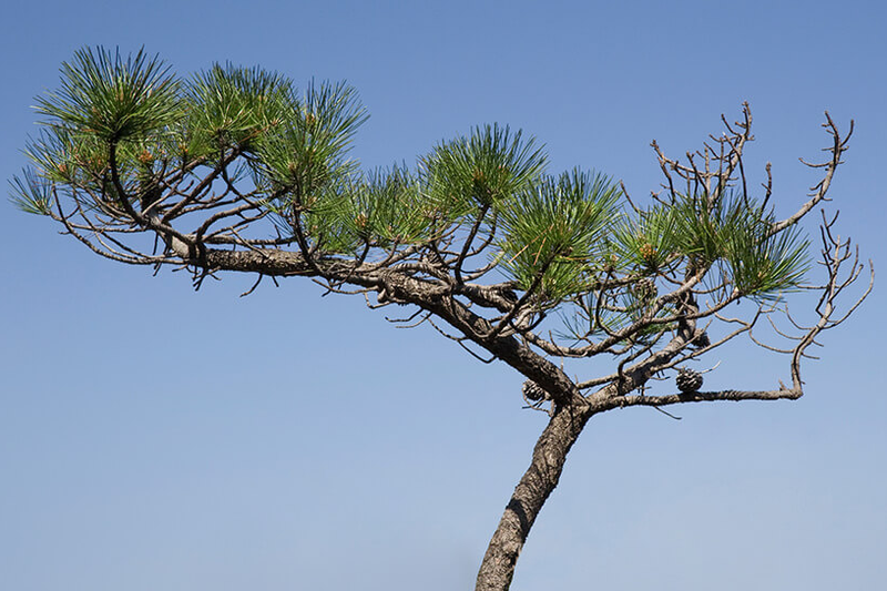 Pycnogenol®: Ein Bilderbuchwirkstoff aus der Rinde der Meereskiefer