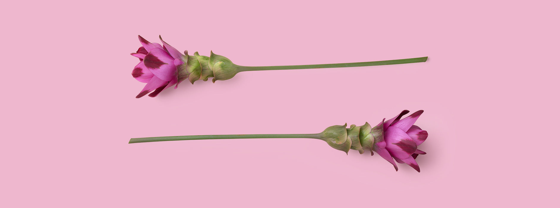 Kurkuma für die Haut