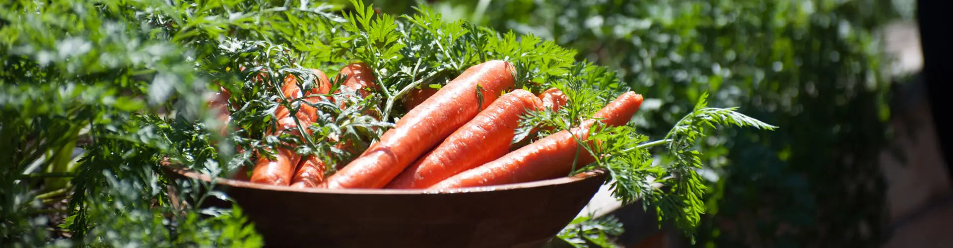 Beta-Carotin - natürlicher Schutz von außen